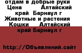 отдам в добрые руки › Цена ­ 100 - Алтайский край, Барнаул г. Животные и растения » Кошки   . Алтайский край,Барнаул г.